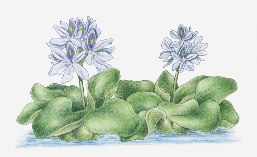 Water Hyacinth Drawing at GetDrawings Free download