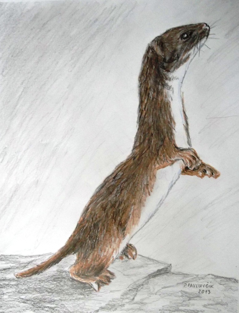 Weasel Drawing at GetDrawings | Free download