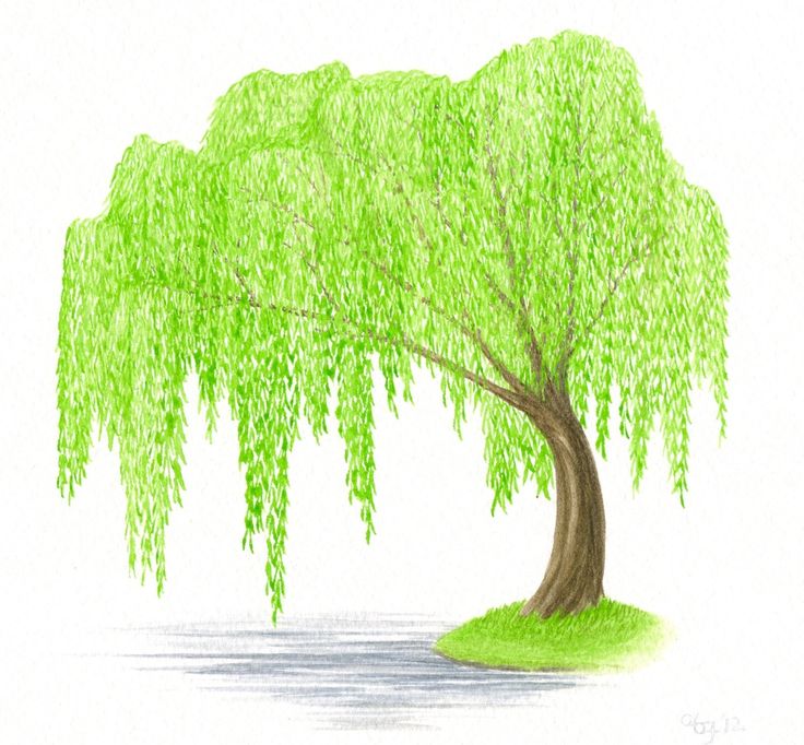 Weeping Willow Drawing at GetDrawings Free download