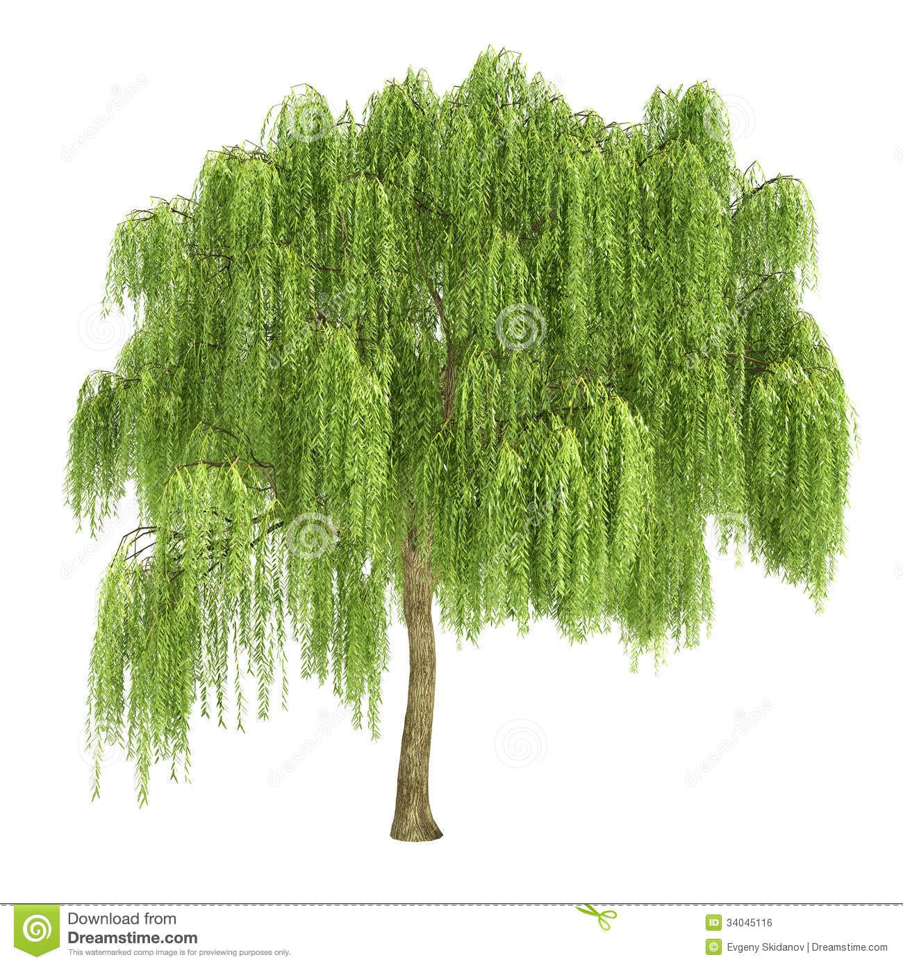 Weeping Willow Tree Drawing at GetDrawings | Free download