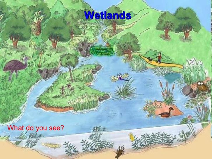 Wetland Drawing at GetDrawings Free download