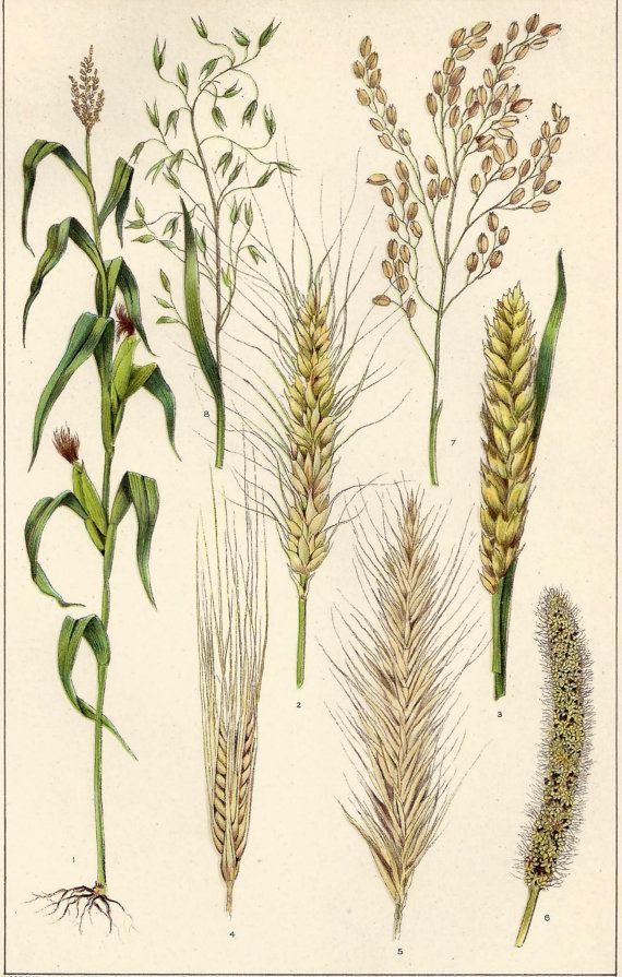 Wheat Plant Drawing at GetDrawings Free download