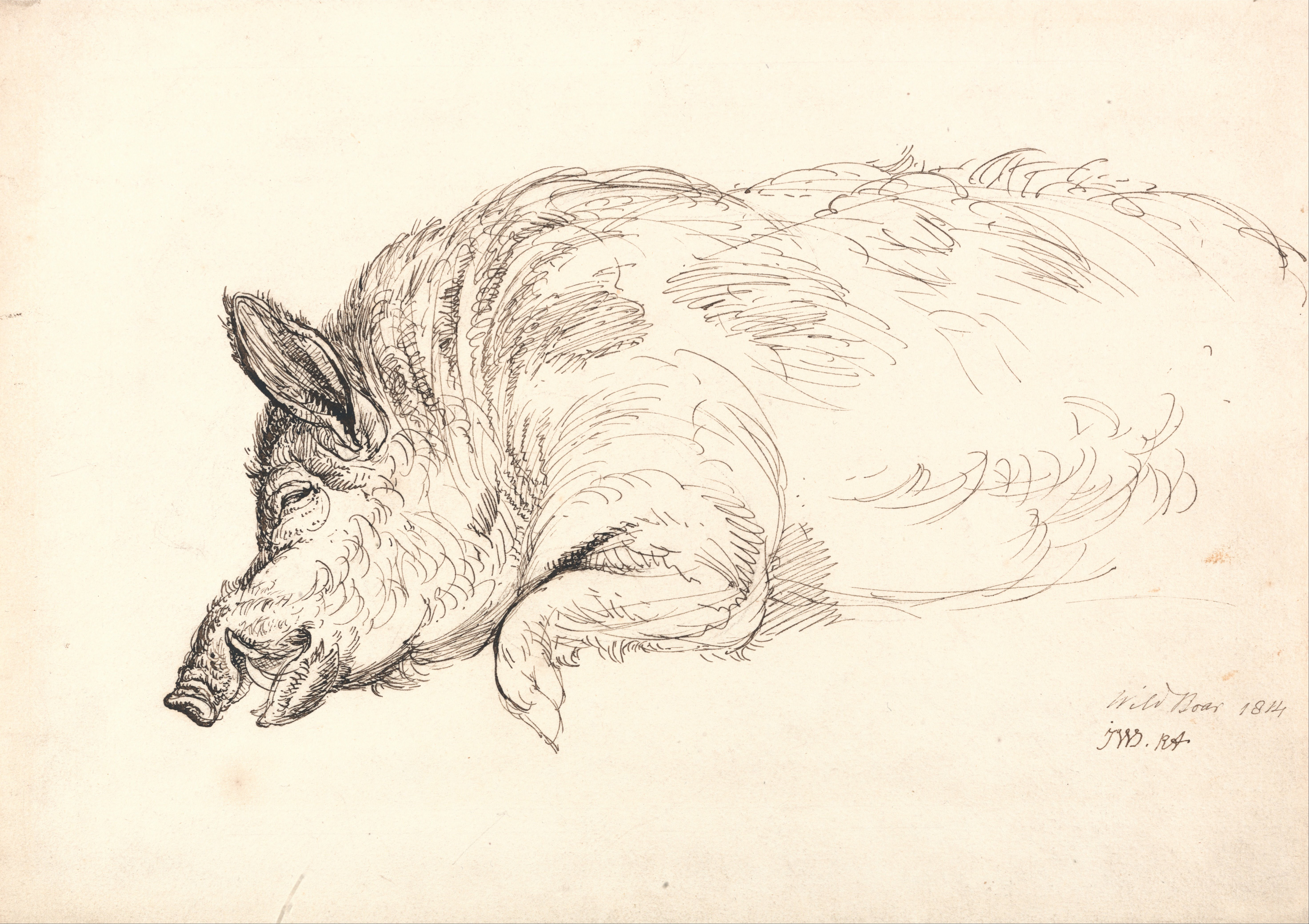 Wild Boar Drawing at GetDrawings Free download