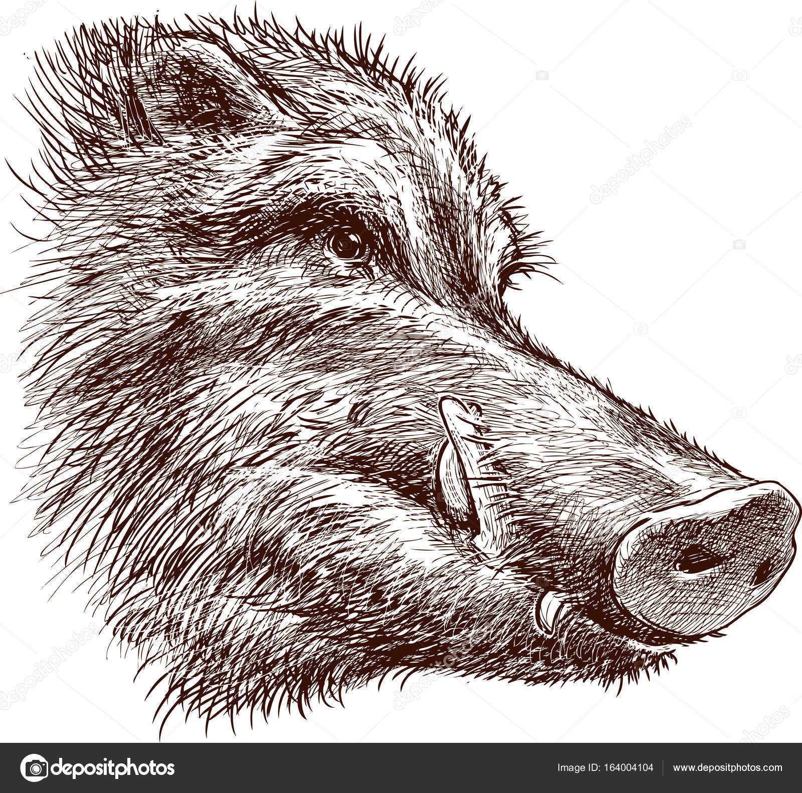 Wild Boar Drawing at GetDrawings | Free download