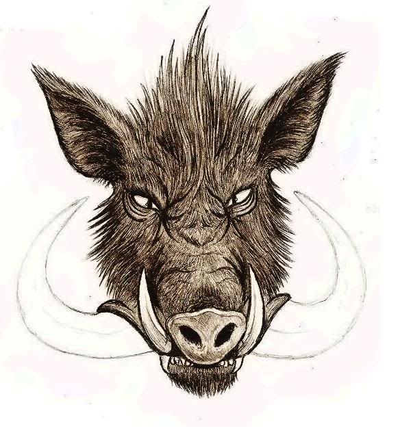 Wild Boar Skull Drawing at GetDrawings Free download