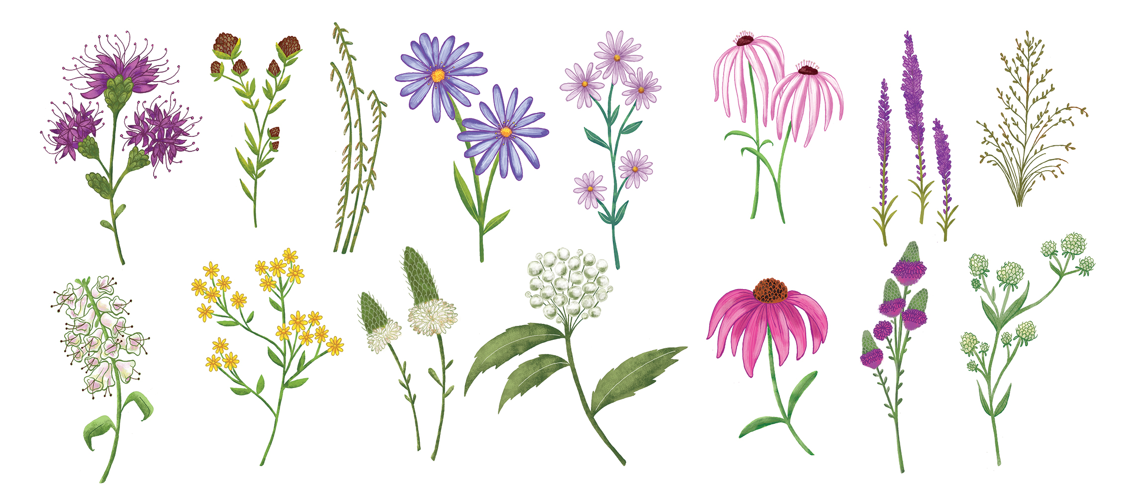 Wild Flower Drawing at GetDrawings Free download