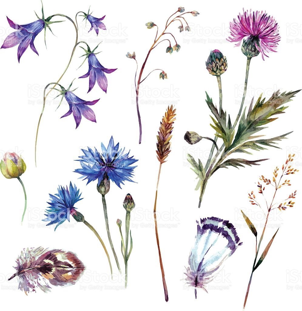 Wild Flower Drawing at GetDrawings Free download