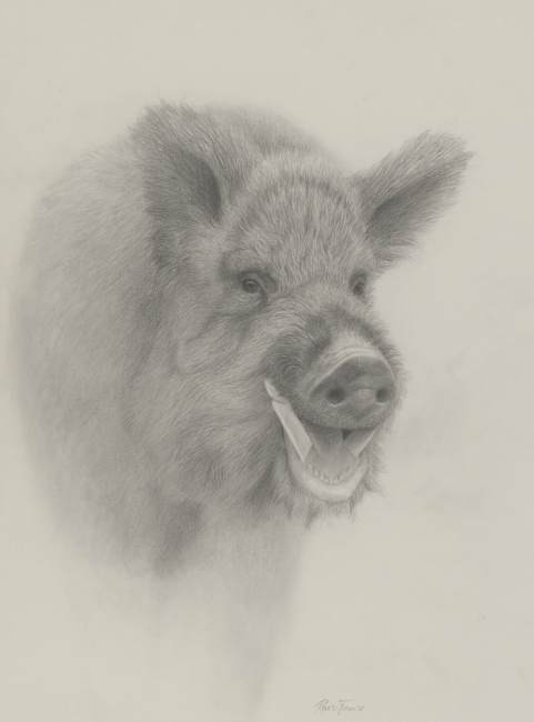 Wild Hog Drawing at GetDrawings | Free download