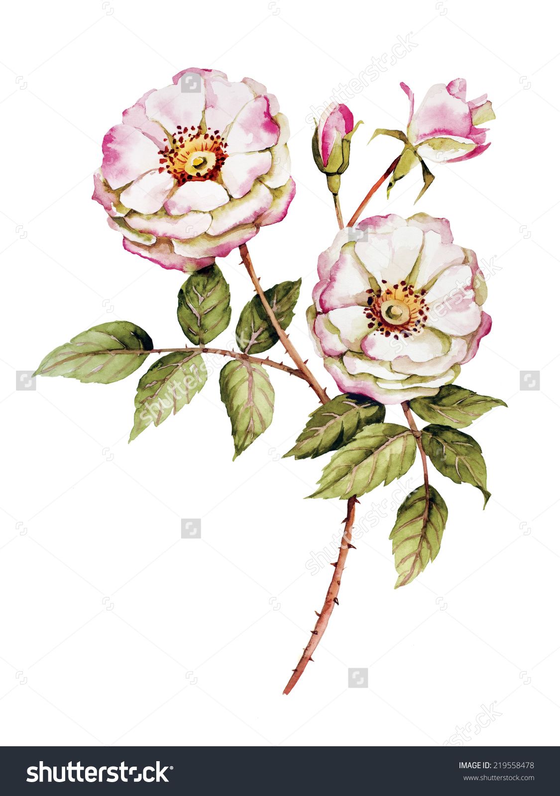 Wild Rose Drawing at GetDrawings Free download