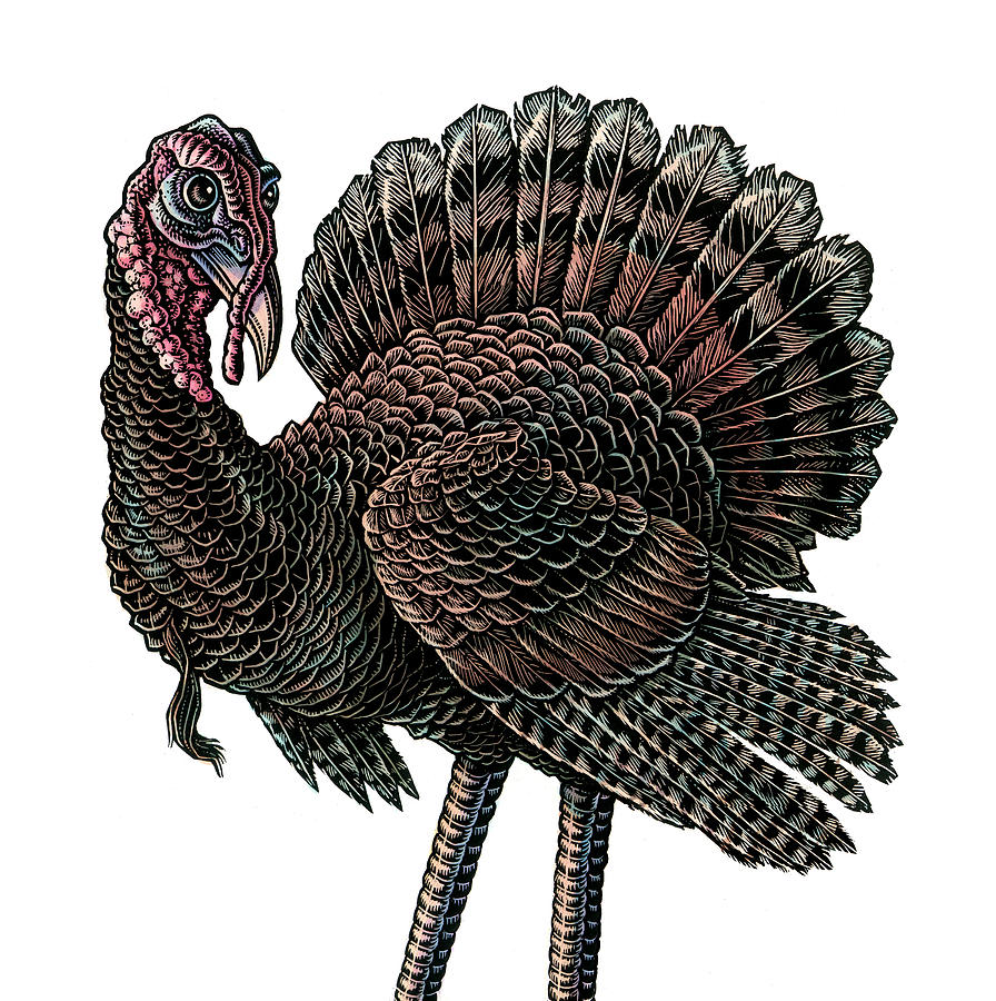 Wild Turkey Drawing at GetDrawings Free download
