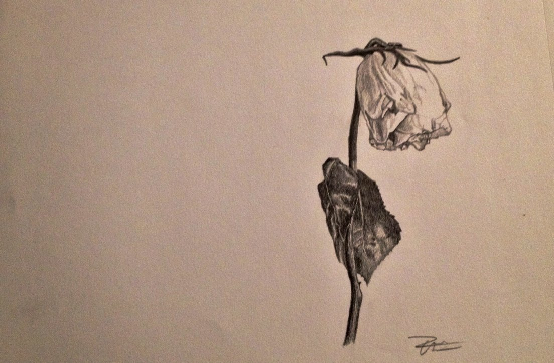 Wilted Flower Drawing at GetDrawings Free download