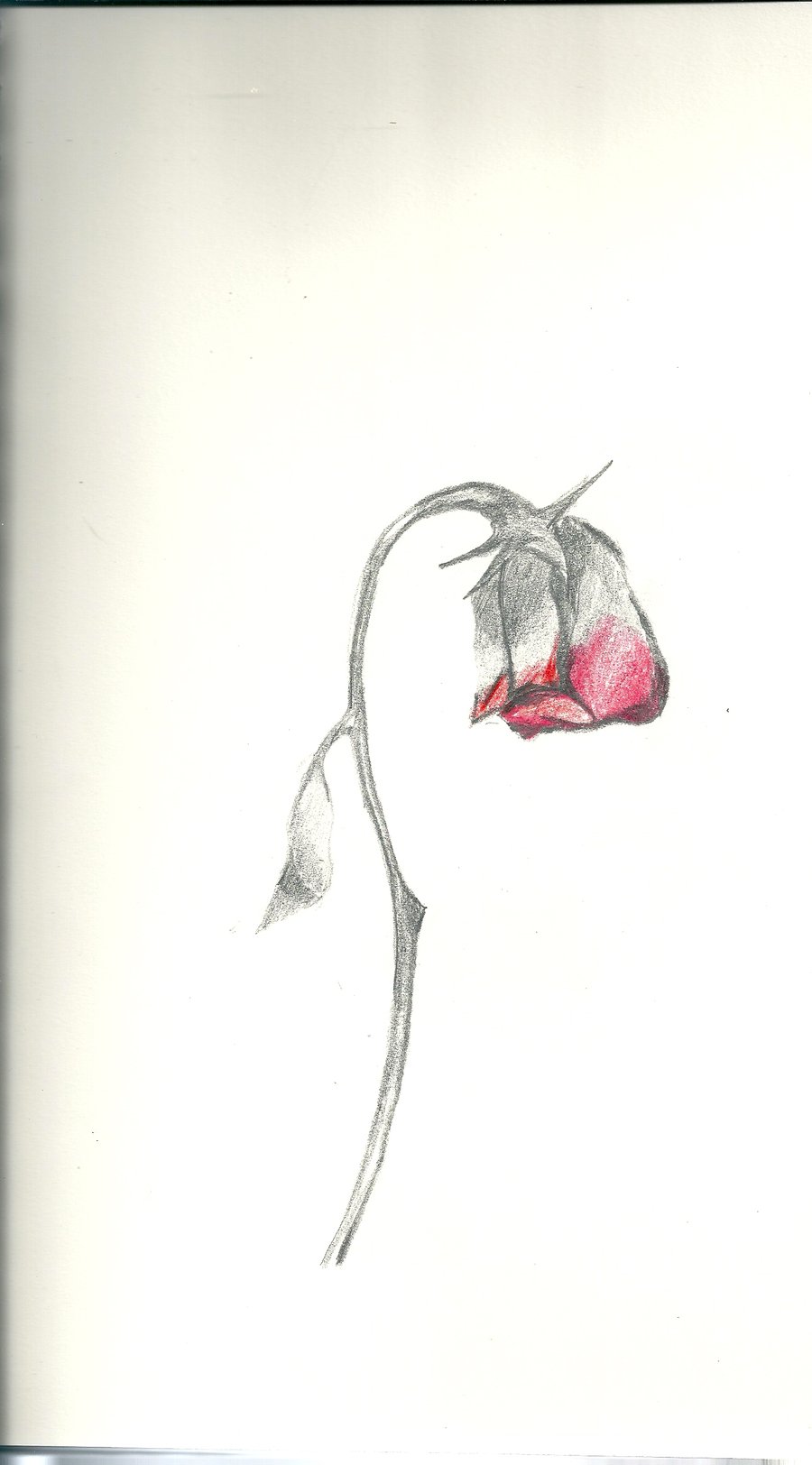 Wilting Rose Drawing at GetDrawings Free download