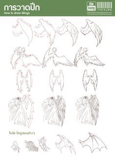 Wing Drawing Tutorial At Getdrawings Free Download