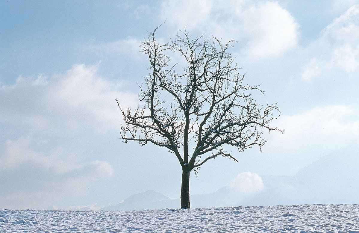 Winter Tree Drawing at GetDrawings | Free download