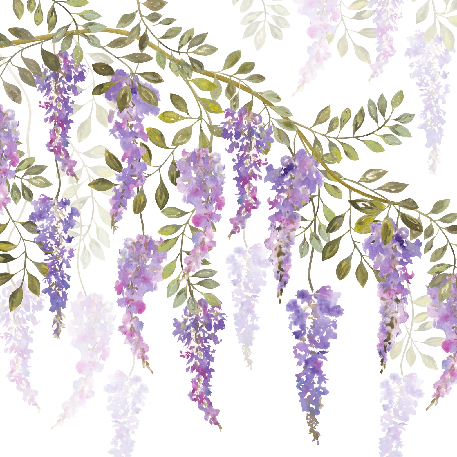 Wisteria Drawing at GetDrawings Free download