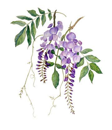 Wisteria Drawing at GetDrawings | Free download