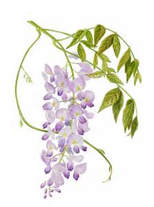 Wisteria Drawing at GetDrawings | Free download