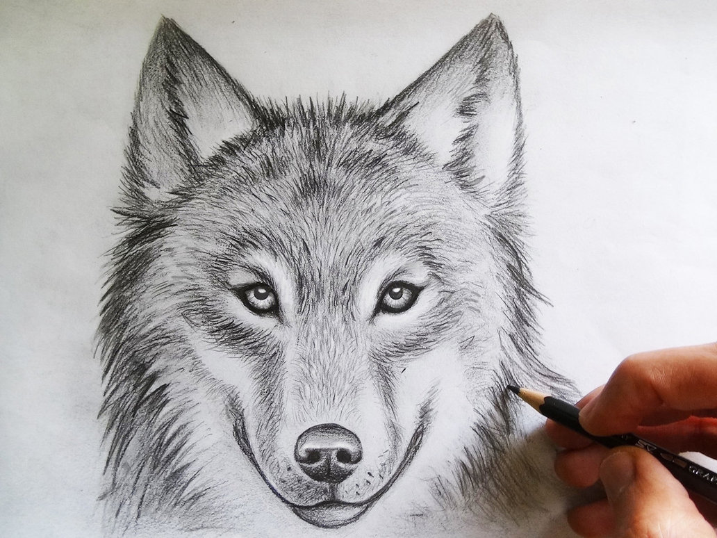 Simple Wolf Face Drawing Sketch with Pencil