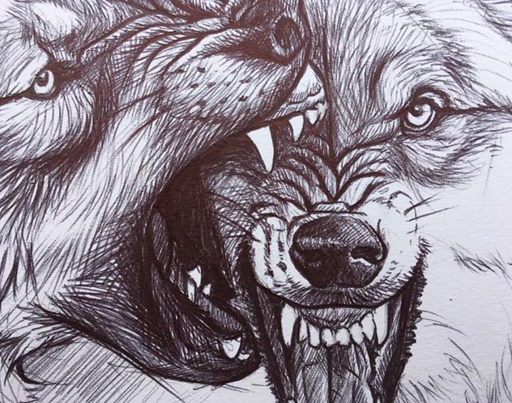 Wolf Fight Drawing at GetDrawings Free download
