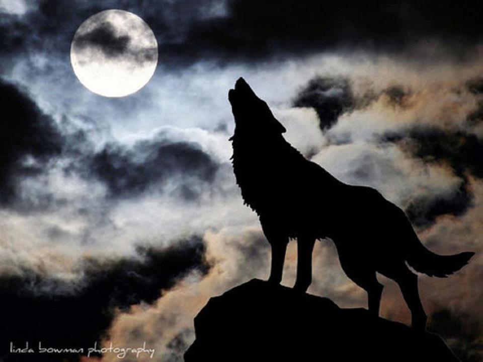Wolf Howling Moon Drawing at GetDrawings Free download