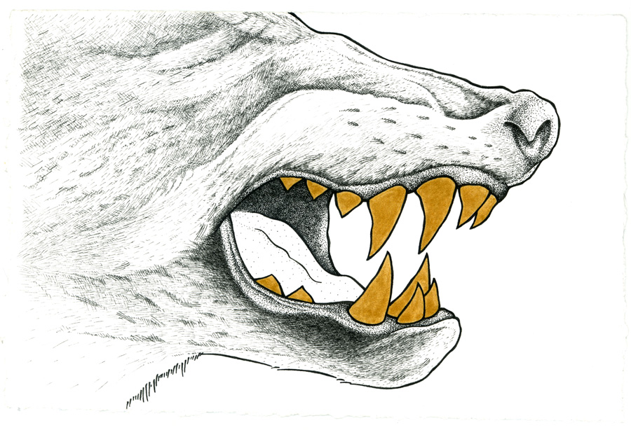 Wolf Teeth Drawing at GetDrawings Free download