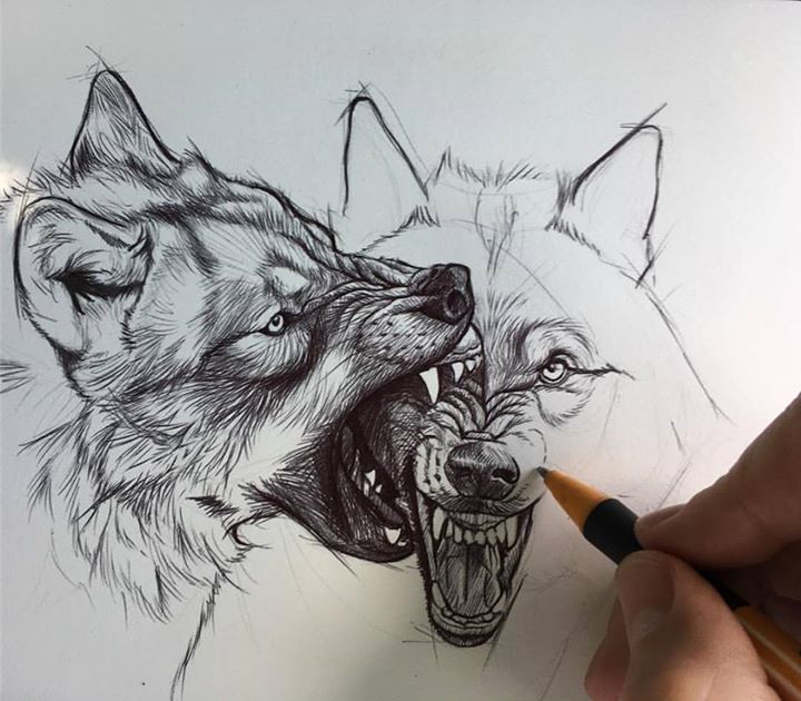 Wolves Fighting Drawing At GetDrawings | Free Download