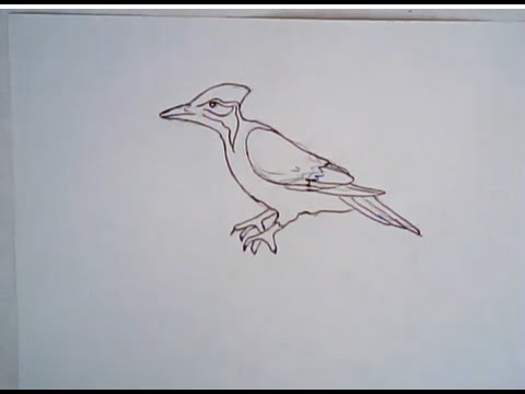 Woodpecker Drawing at GetDrawings | Free download