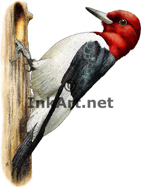 Woodpecker Drawing at GetDrawings | Free download