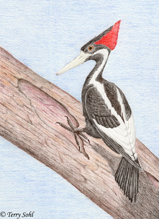 Woodpecker Drawing at GetDrawings | Free download