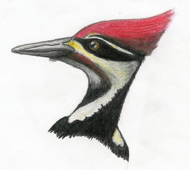 Woodpecker Drawing at GetDrawings | Free download