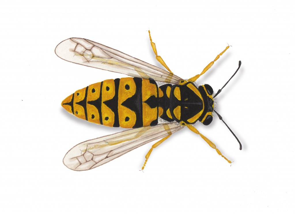 Yellow Jacket Drawing at GetDrawings Free download