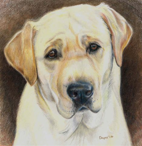 Yellow Lab Drawing At GetDrawings | Free Download