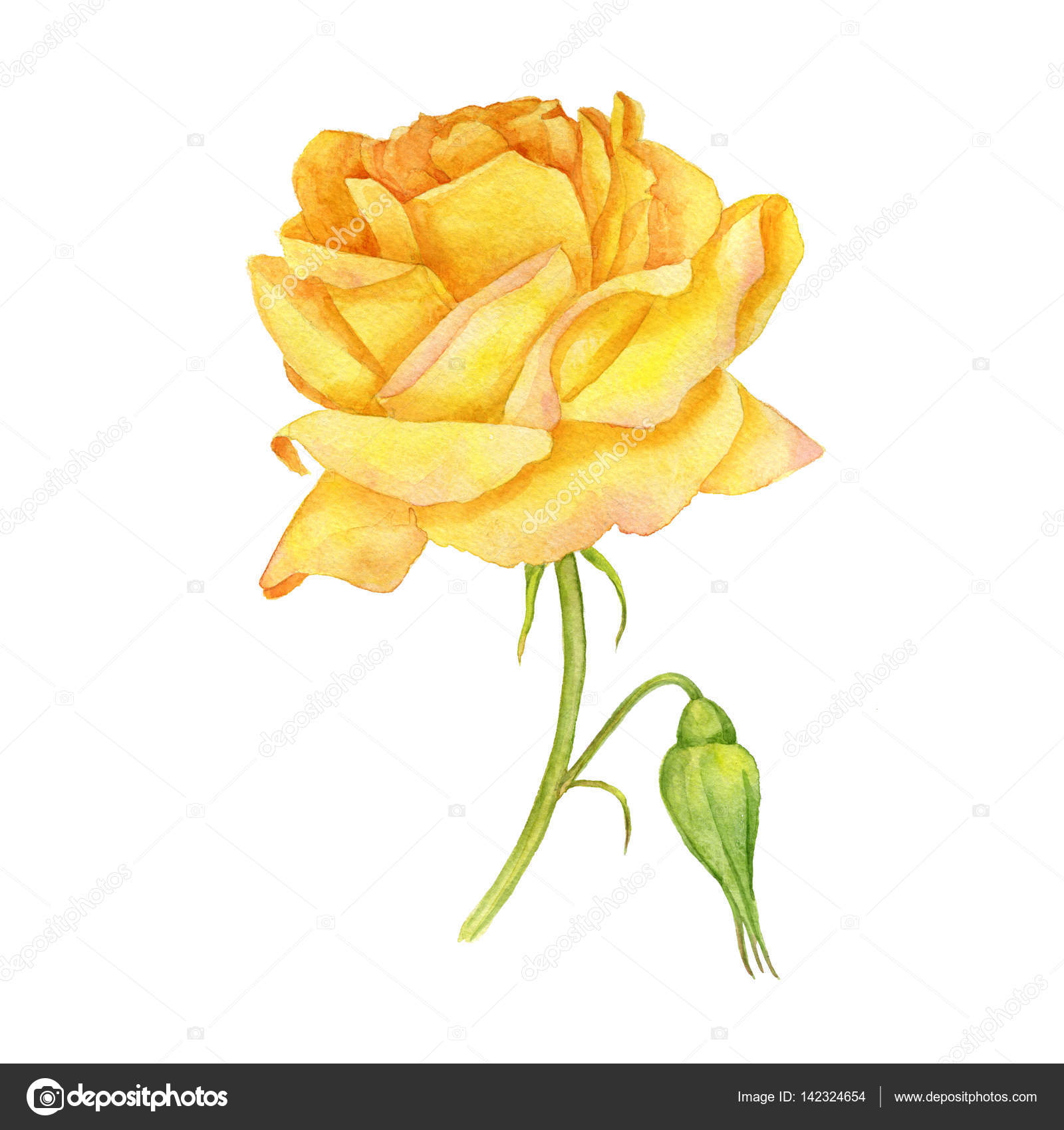 Yellow Rose Drawing at GetDrawings | Free download