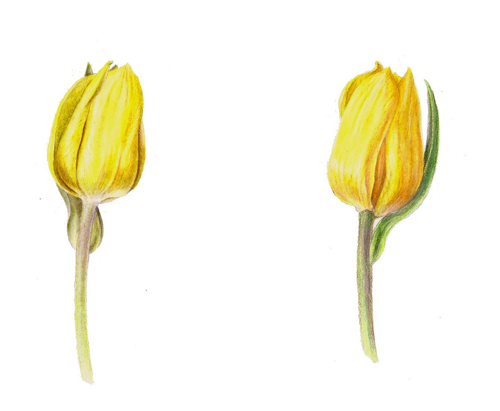 Yellow Tulip Drawing at GetDrawings Free download