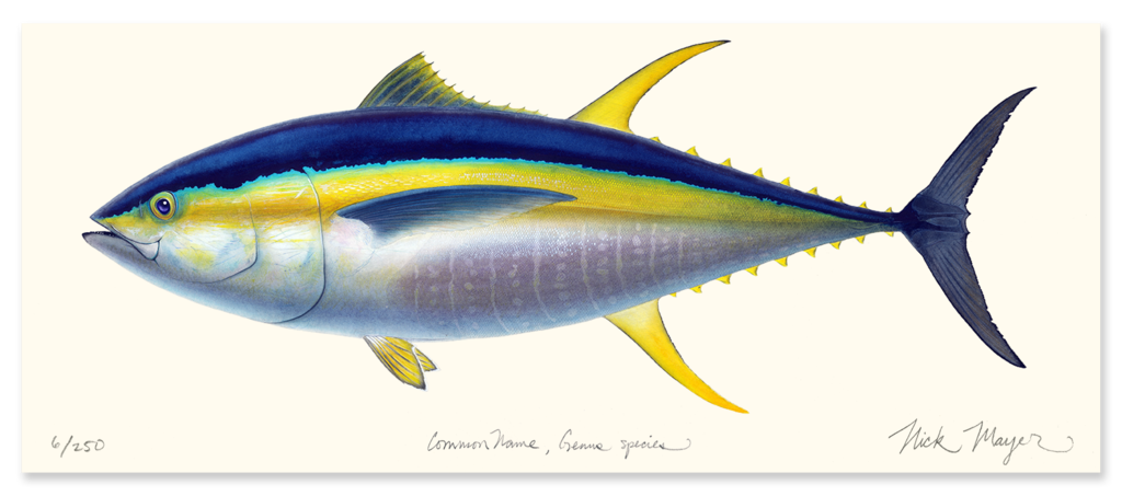 Yellowfin Tuna Drawing at GetDrawings | Free download