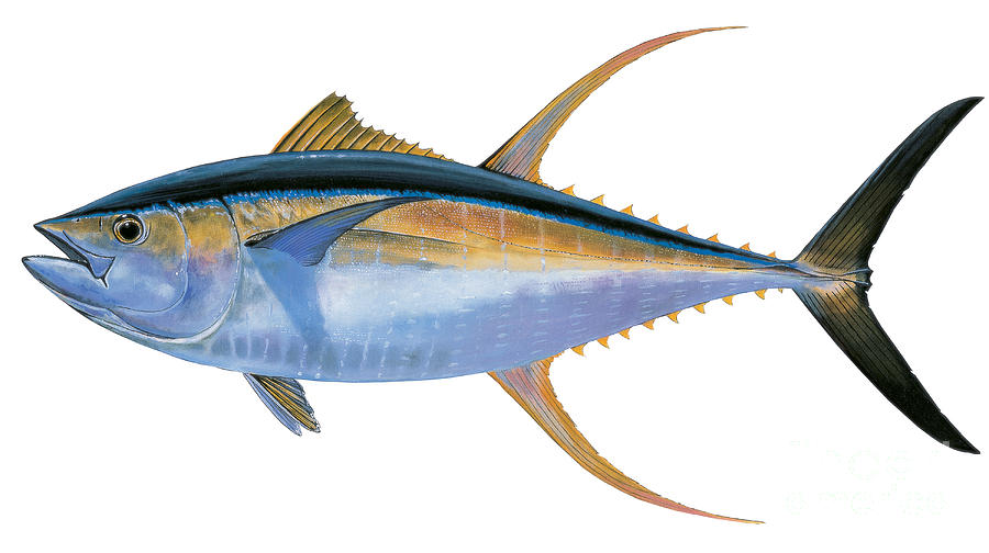 Yellowfin Tuna Drawing at GetDrawings Free download