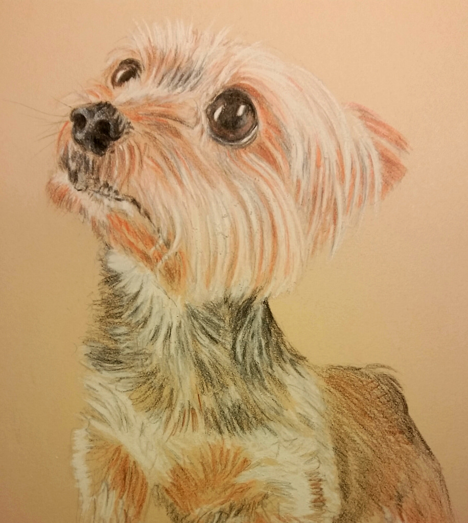 Yorkie Drawing at GetDrawings Free download