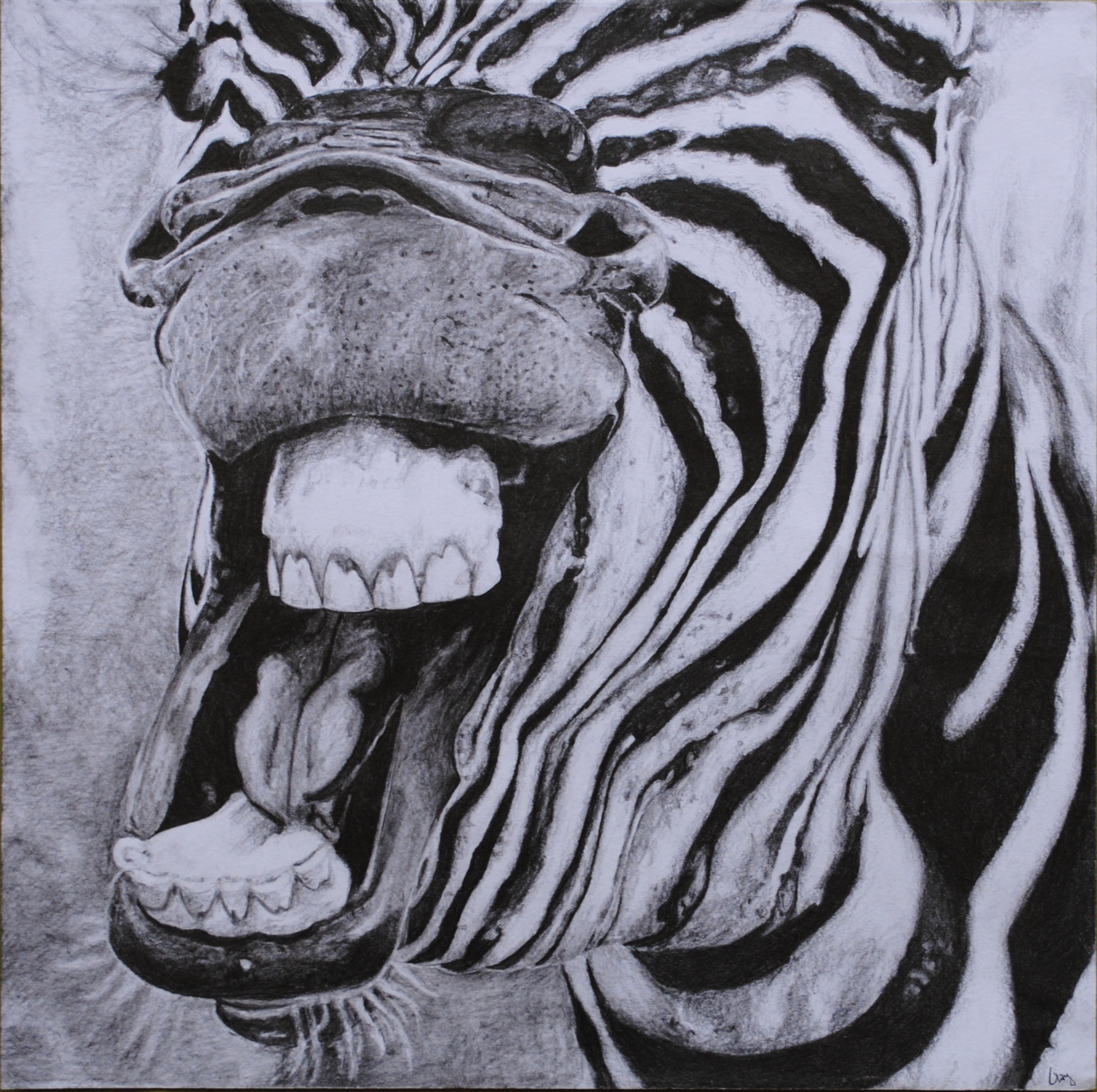 Zebra Face Drawing at GetDrawings Free download