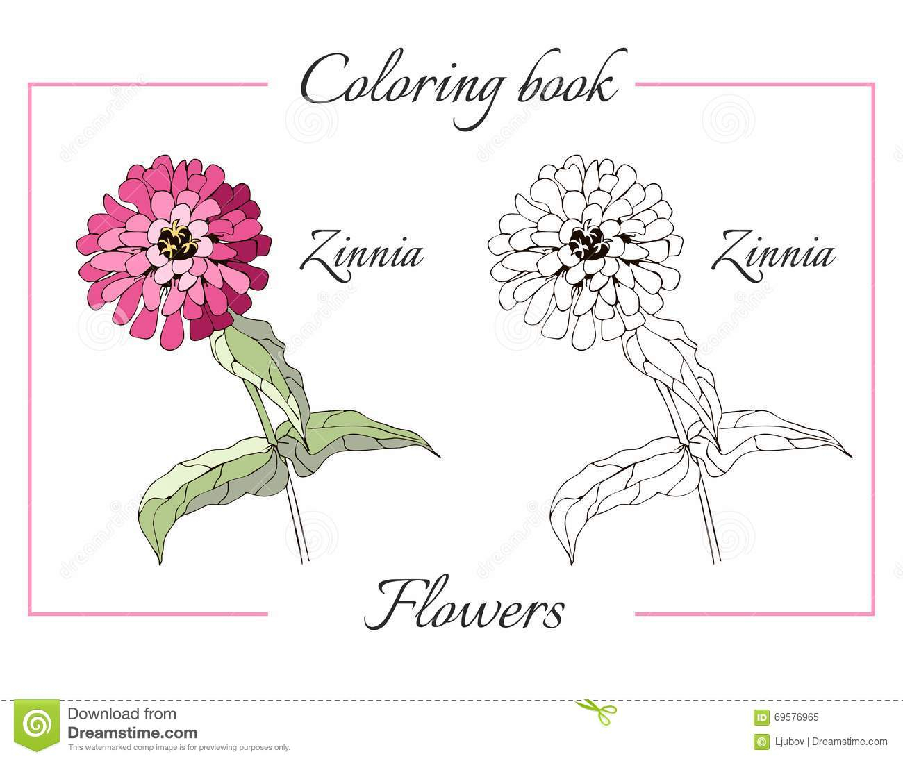 Zinnia Flower Drawing at GetDrawings | Free download