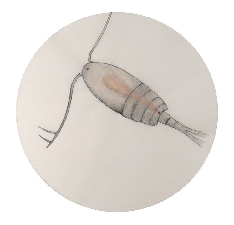 Zooplankton Drawing at GetDrawings Free download