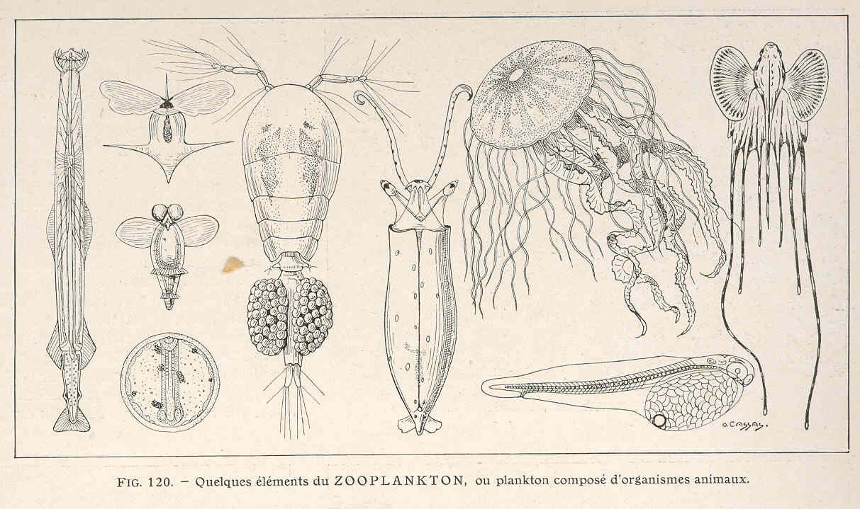 Zooplankton Drawing at GetDrawings Free download