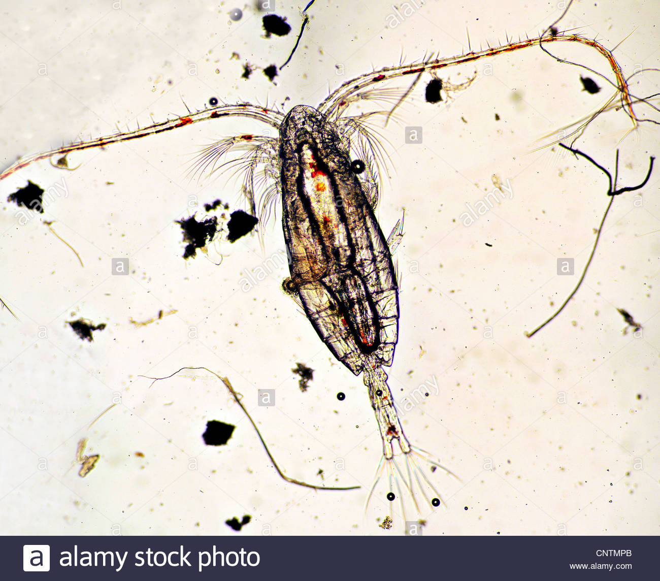 Zooplankton Drawing at GetDrawings Free download