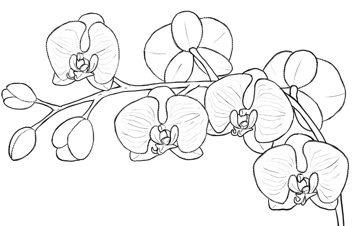 5 Petal Flower Drawing at GetDrawings | Free download