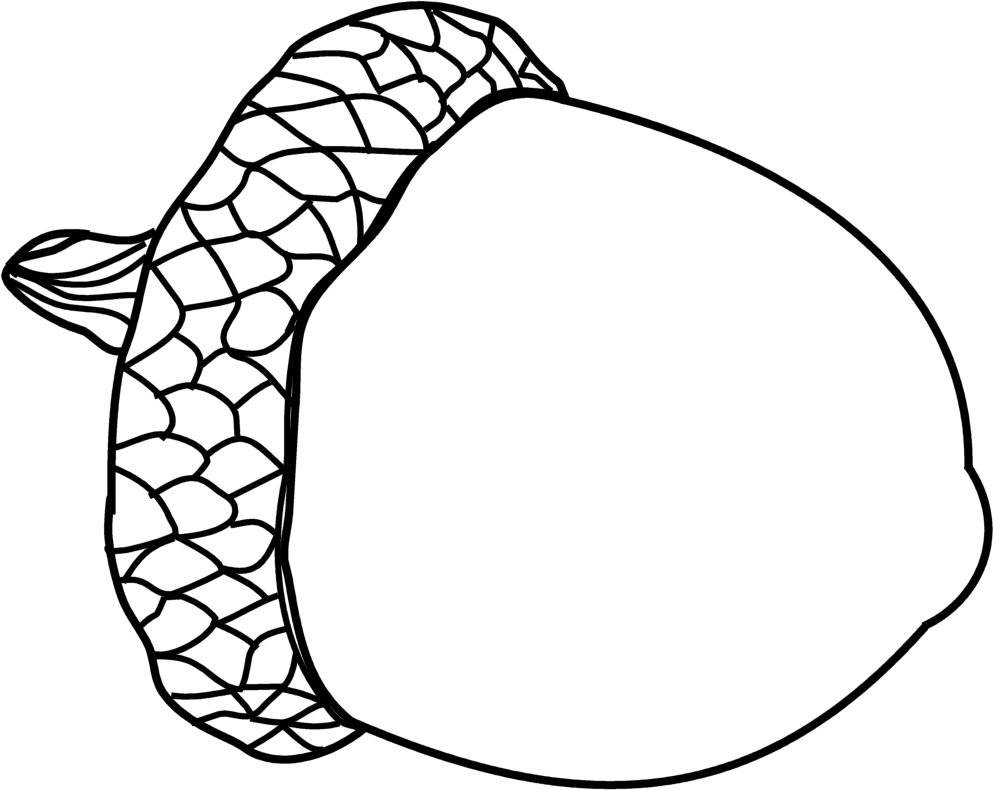 Acorn Line Drawing At Getdrawings 