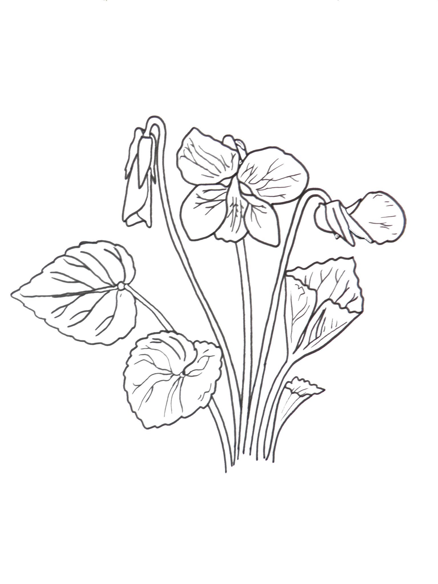 African Violet Drawing at GetDrawings | Free download