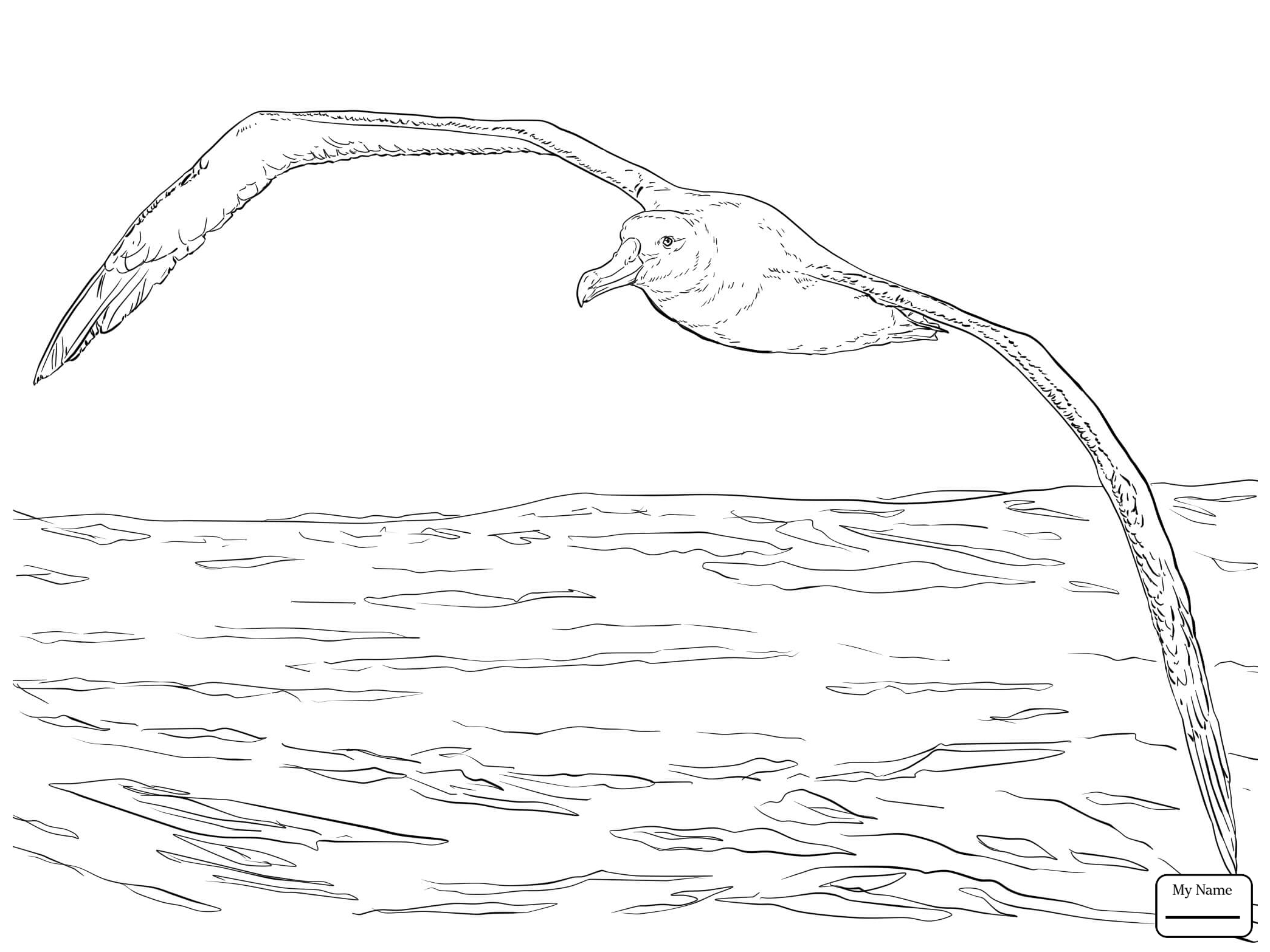 Albatross Drawing at GetDrawings | Free download