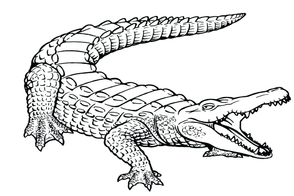 Alligator Line Drawing at GetDrawings Free download