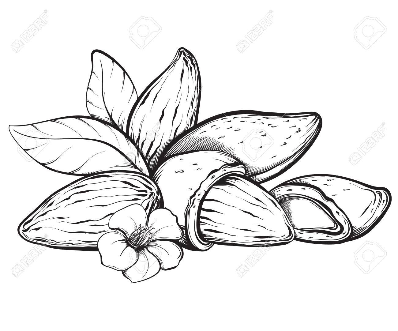 Almond Drawing at GetDrawings | Free download