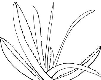 Aloe Vera Drawing at GetDrawings | Free download