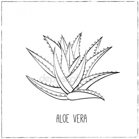 Aloe Vera Drawing at GetDrawings | Free download